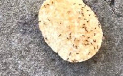 【精品】六年级蚂蚁的作文集合9篇