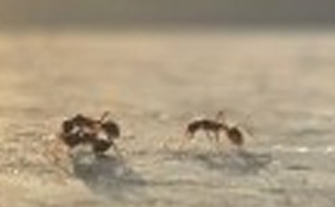 读《两只蚂蚁》有感