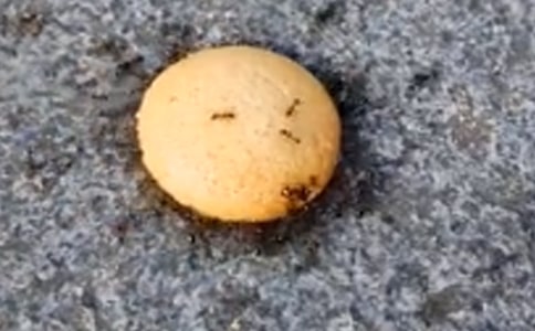 【精华】四年级观察蚂蚁作文合集5篇