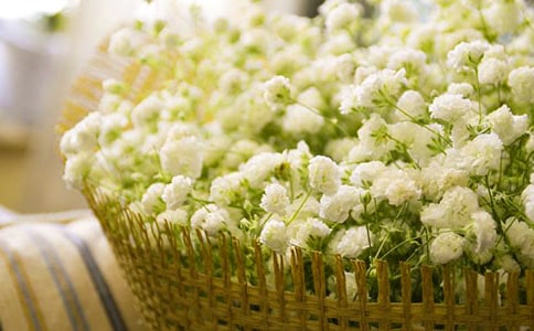 描写满天星的唯美句子