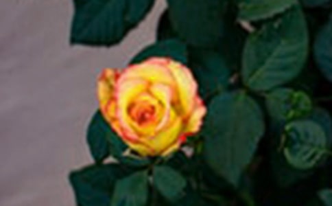 ��С¹��õ�廨����ѧ����