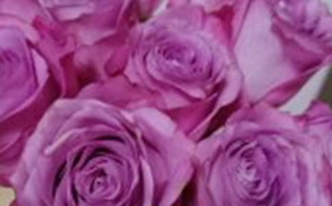 玫瑰,悄悄绽放作文(通用10篇)