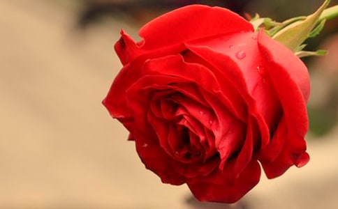 一朵红玫瑰童话故事