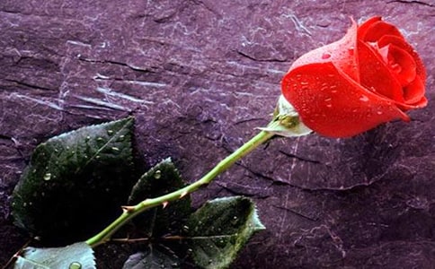 ����õ�����꼶�����Ļ���10ƪ