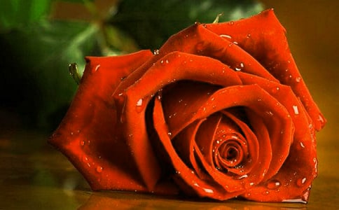 躺在玫瑰花里的星星睡前故事