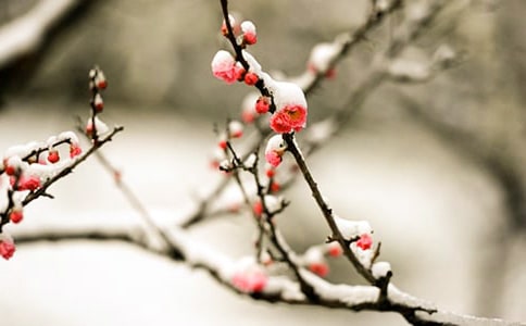 ��÷���йص�ʫ����������÷���йص�ʫ��