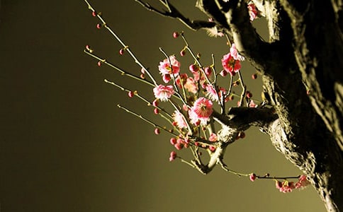 梅花是何时移植到北京的