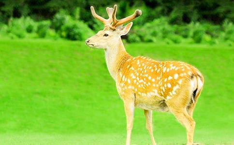 猴子和梅花鹿比本领睡前童话故事