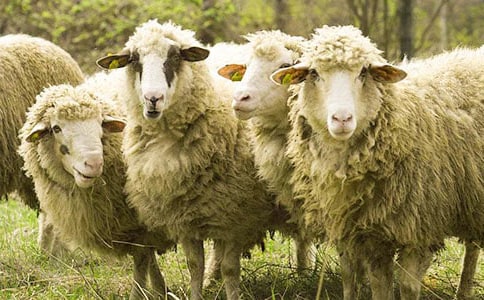 ���ǵĹ�è������