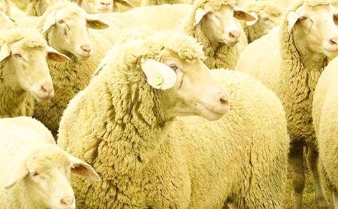 关于大灰狼和小绵羊的故事