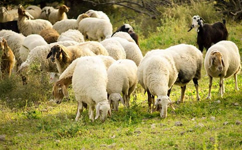 �����׷��