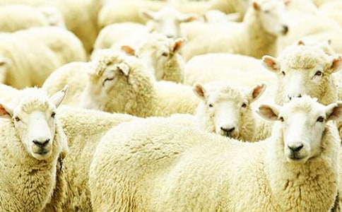 С����ı���