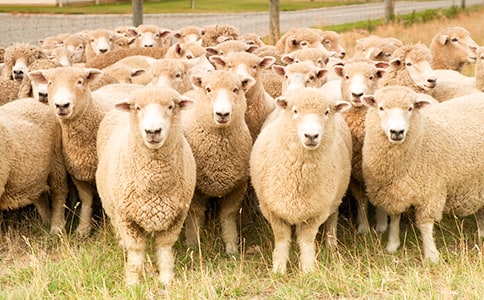 ����ɽ�������