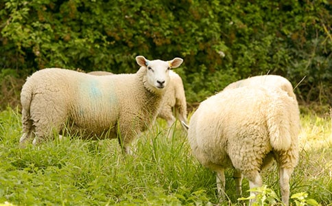 ���Ӻ�����