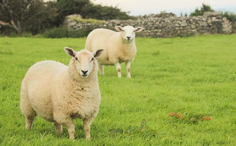 ����˳����������ȥ���ִ�ʫ��