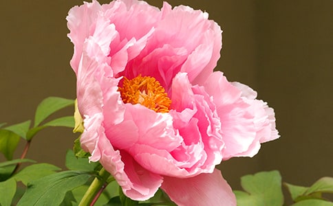 ĵ������ʫ��ǧ�������Ƽ�