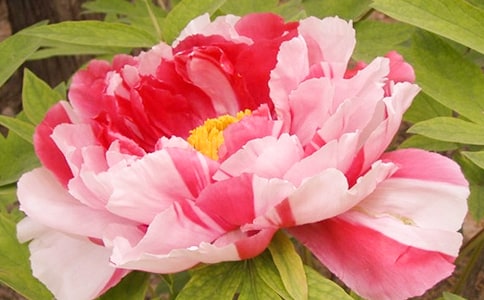 王建《题所赁宅牡丹花》原文_译文_鉴赏