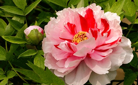 ��дĵ���Ĺ�ʫ��