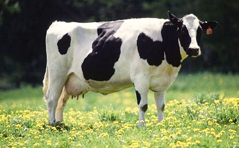 ��ţ������