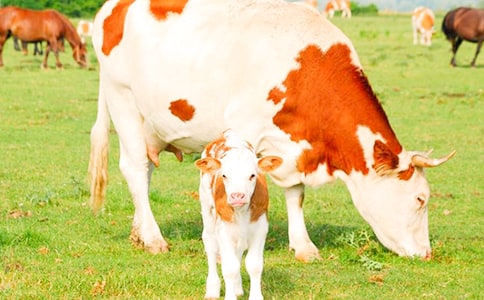 奶牛简笔画步骤图解