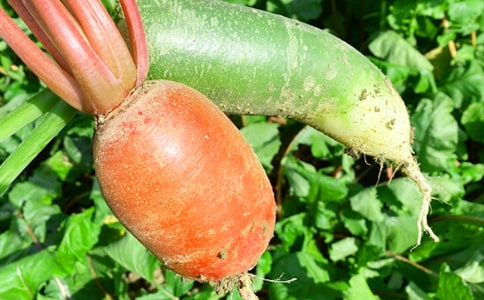 ����ʫ��Ŀ���ũ���ֵľ���