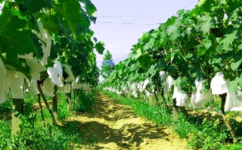 农家乐三年级作文(通用32篇)