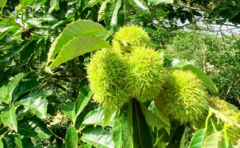 农家乐活动策划范文