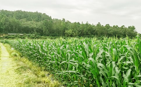 һ��ũ��������600��