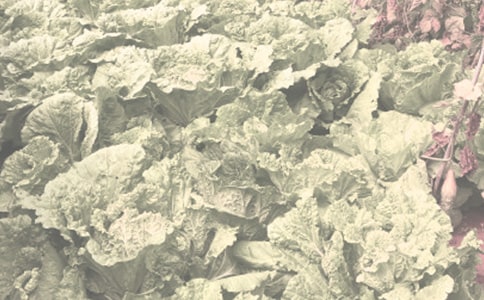 ����ũ����������ȫ����