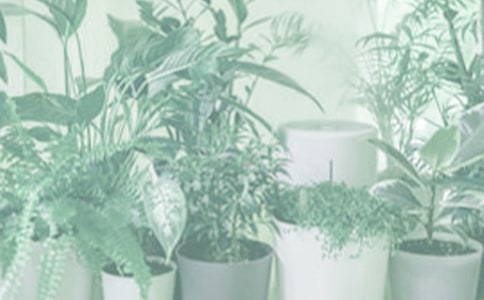 大花园的小盆栽六年级作文