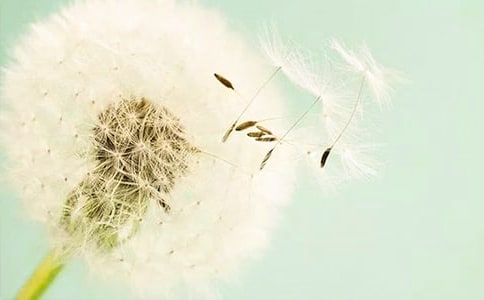 蒲公英的约定励志文章