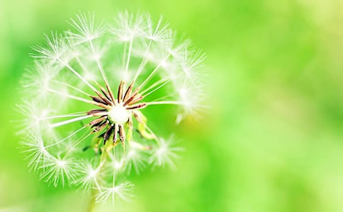 �L�Q�����ѹ�Ӣ��'����ɢ��