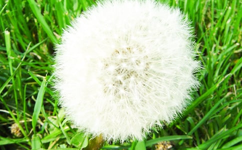 ���ѹ�Ӣ�����ӡ����꼶���Ľ̰�