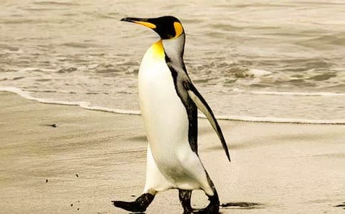 �������Сѧ�������