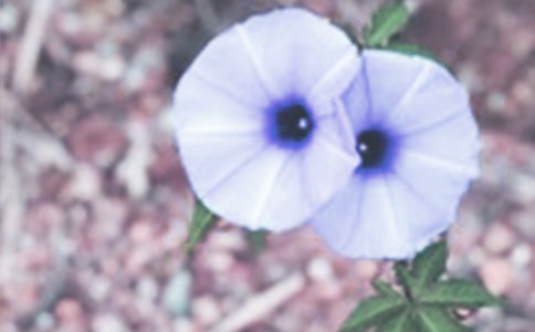 ʵ�õ�ǣţ�����꼶������ƪ