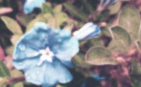 ��ʵ�á�ǣţ�����꼶������ƪ