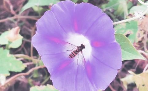 精选牵牛花三年级作文(通用38篇)