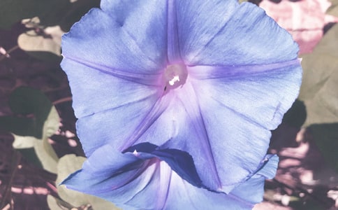 ��ѡǣţ�����꼶���ĺϼ���ƪ