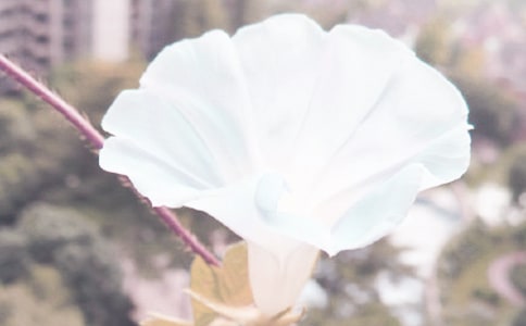 ��������ǣţ�����꼶������ƪ