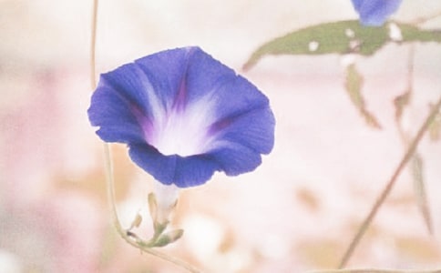 ǣţ��Сѧ���꼶����350��3ƪ