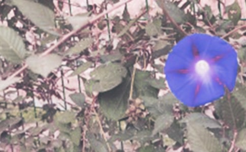 ��ѡǣţ�����꼶���Ļ���6ƪ