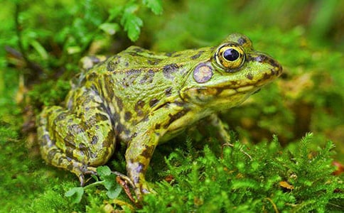 保护青蛙作文合集(15篇)