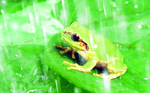 ����ѡ�����꼶���ܵ�������ƪ