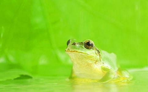 蝌蚪变青蛙作文推荐