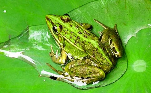 实用的青蛙三年级作文汇总8篇