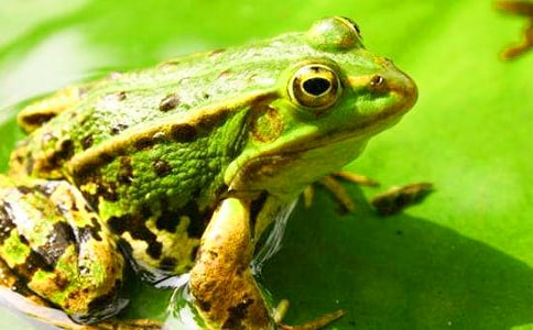 С����������˵�θ�