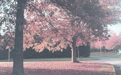 �＾�߶�����