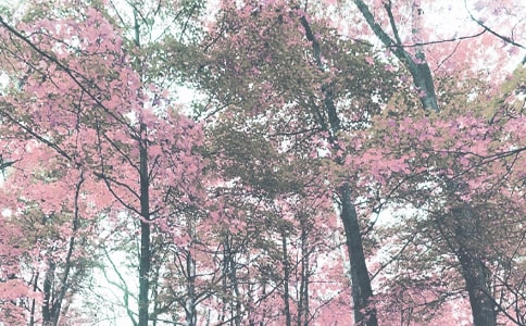 �ҵ��＾���ĳ���