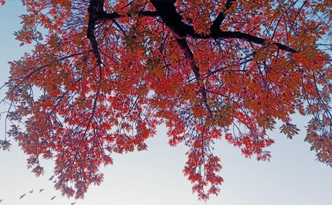 ������ͩҶ�ִ�ʫ��