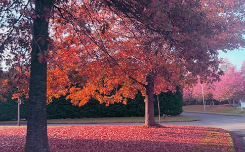 《秋日赴阙题潼关驿楼》原文